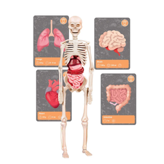 Clementoni Bilim Ve Oyun Dünyadaki Yaşamın Tarihi