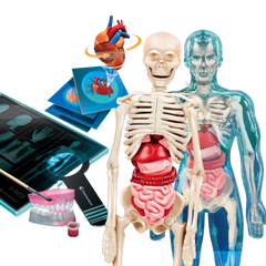 Clementoni Bilim ve Oyun Süper Anatomi