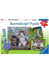 Ravensburger 3x49 Parçalı Puzzle Tiger Babies