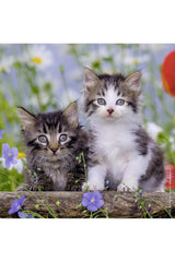 Ravensburger 3x49 Parçalı Puzzle Tiger Babies