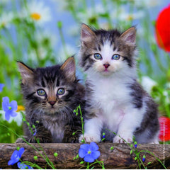 Ravensburger 3x49 Parçalı Puzzle Tiger Babies - Welcome Baby