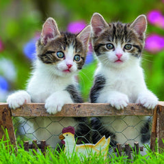 Ravensburger 3x49 Parçalı Puzzle Tiger Babies - Welcome Baby