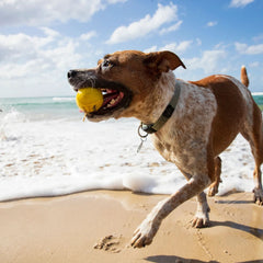 Waboba Fetch Suda Zıplayan Top Köpek Oyuncağı