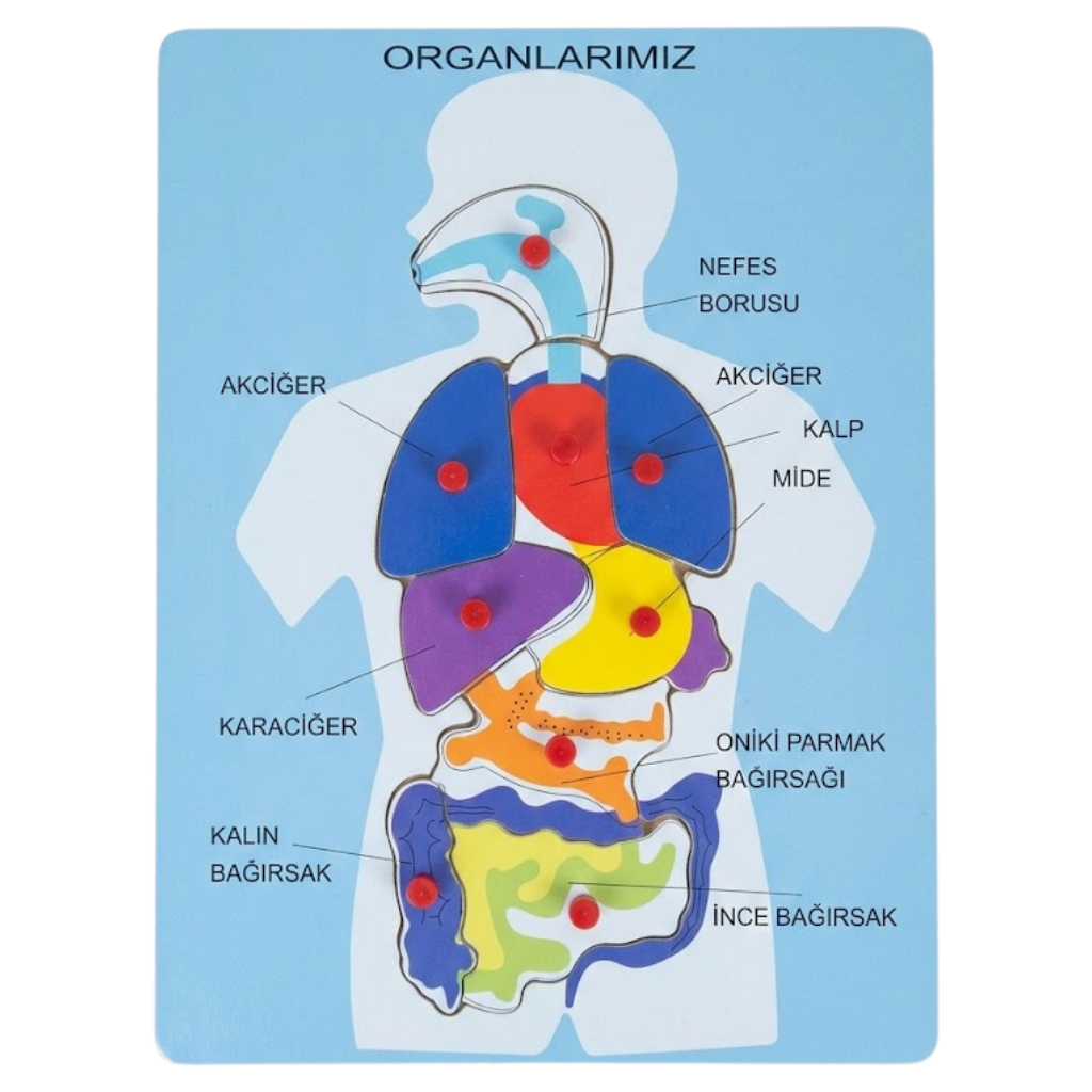 BuBu Ahşap Puzzle Organlarımız - Welcome Baby