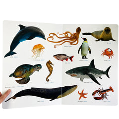 Sincap Kitap Ne Sorsan Bilir Minik İlk Büyük Hayvanlar Kitabım