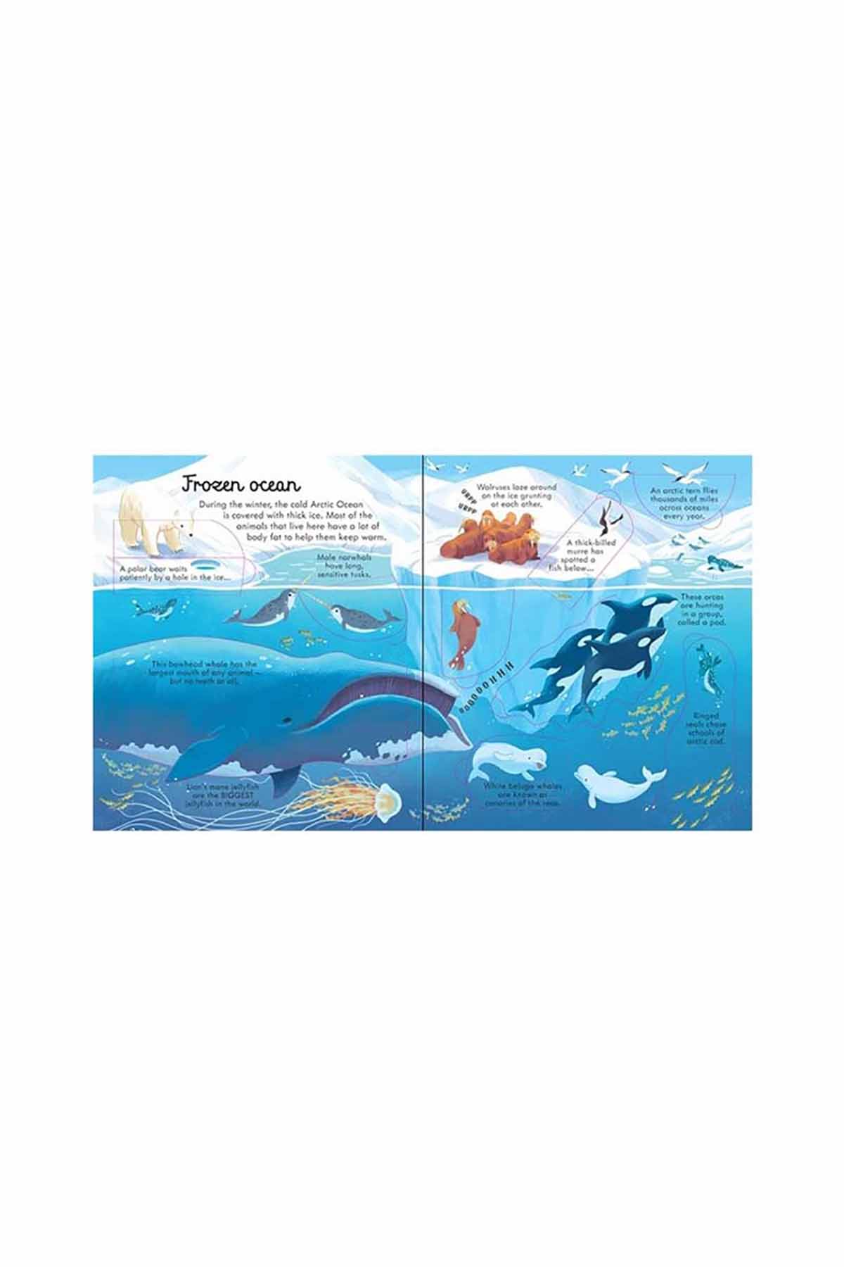 The Usborne USB - Look Inside Seas And Oceans