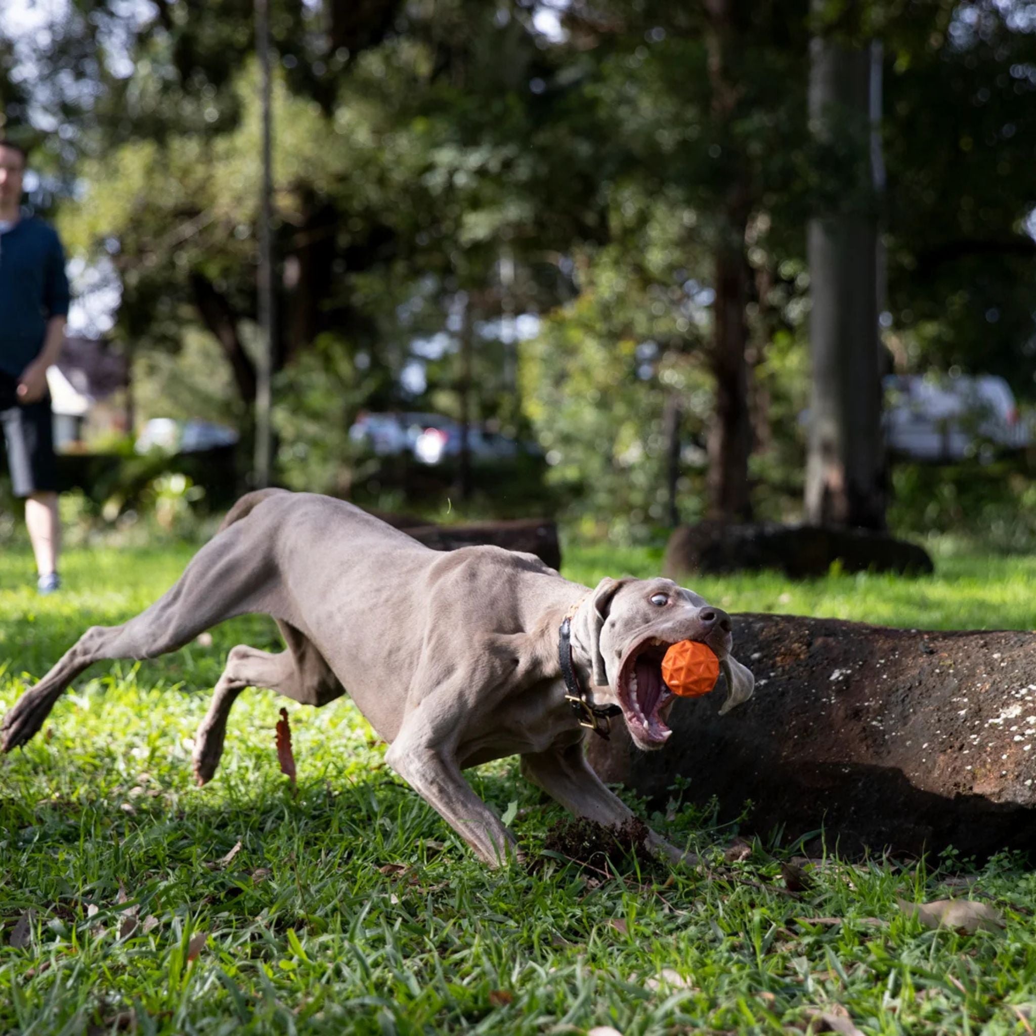 Waboba Tailwind Köpek Oyuncağı Top